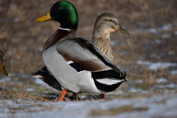 Beautiful birds in cold weather