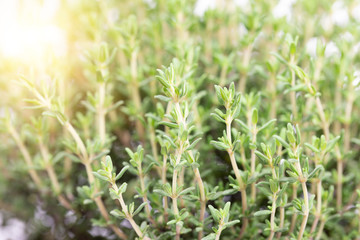 Frischer Thymian, Nahaufnahme, mit Sonne