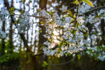 frühling 2020-11