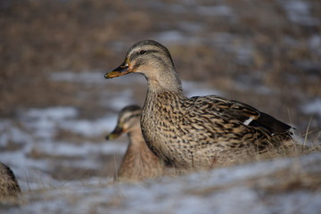 Beautiful birds in cold weather
