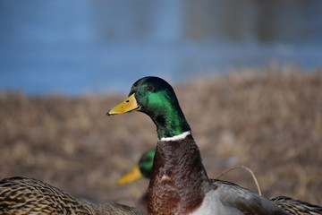 Beautiful birds in cold weather