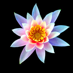 A Lotus Flower 