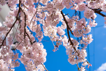 桜