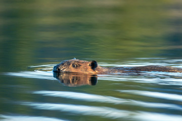 Fototapeta premium American Beaver swimming taken in central Alaska in the wild