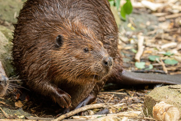 American Beaver adult out of water taken in southern MN