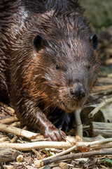 American Beaver adult out of water taken in southern MN