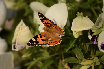 Spring came, a beautiful butterfly flew