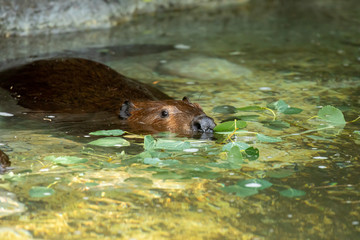 American Beaver eating in water taken in southern MN