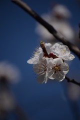 Spring has come flowers grow, warm, beautiful