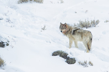 Gray Wolf wapitti pack taken in yellowstone NP