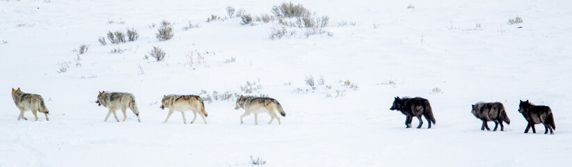 Fototapeta na wymiar Gray Wolf wapitti pack taken in yellowstone NP