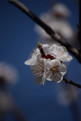 Spring has come flowers grow, warm, beautiful