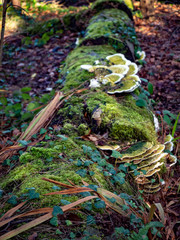Woodland log covered in moss and fungus 