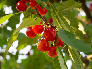 Cherry tree with juicy red fruits