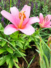 Pink lily with raindrops
