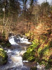 River and waterfall in a forest in Ireland at winter 