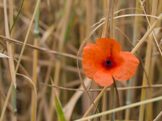Common poppy (Papaver rhoeas) blooming in field