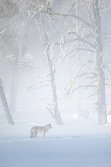 Coyote in steam taken in Yellowstone NP