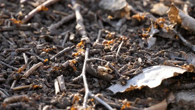 Ants colony activity nest sprawl squad wild insect spring summer