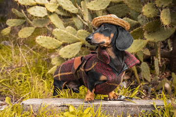 Cute dachshund in straw hat and brown travel suit stans between cacti.
