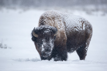 American Bison bull in winter taken in Yellowstone National Park