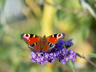 European peacock butterfly (Aglais Io) sitting on Buddleja davidii