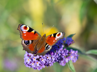 European peacock butterfly (Aglais Io) sitting on Buddleja davidii