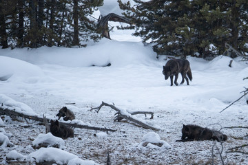 Gray Wolf wapitti pack taken in yellowstone NP