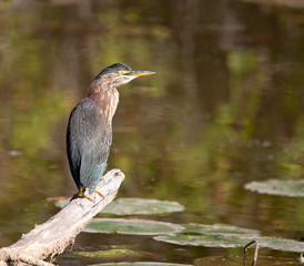 Green Heron