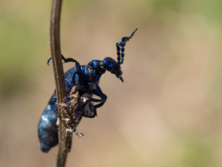 Detail of Meloe proscarabaeus oil beetle, black beetle on plant