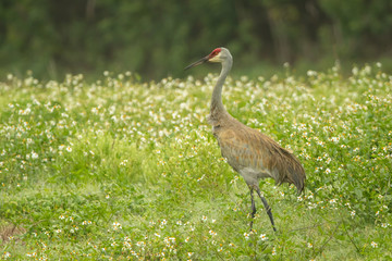 Sandhill Crane with colt taken in central FL