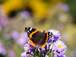 Red admiral butterfly (vanessa atalanta) sitting on Chrysanthemums flower