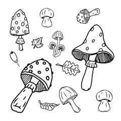 vector illustration of mushrooms