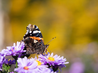 Red admiral butterfly (vanessa atalanta) sitting on Chrysanthemums flower