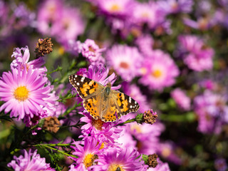 Painted lady butterfly (vanessa cardui) sitting on Chrysanthemums flower