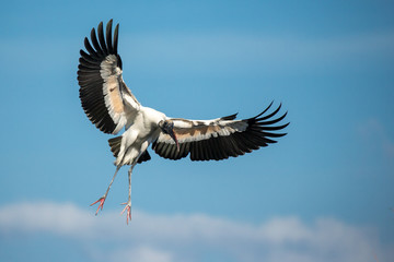 Wood Stork in flight taken in southern FL