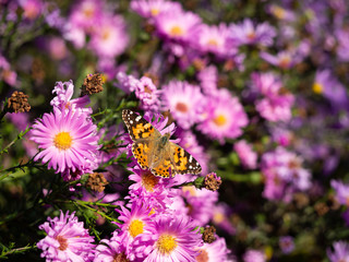 Painted lady butterfly (vanessa cardui) sitting on Chrysanthemums flower
