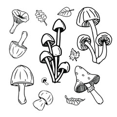 mushroom and mushrooms