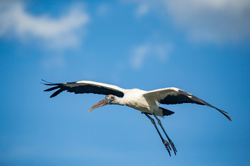 Wood Stork in flight taken in southern FL