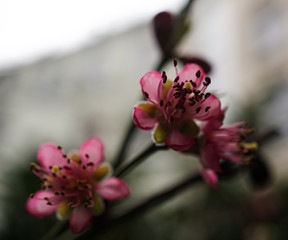 Obraz premium Pfirsichblüte Close up