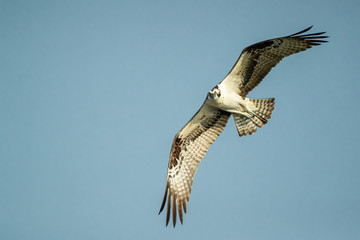 Osprey in flight taken in southern Florida