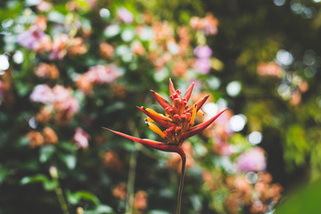HELICONIA 3