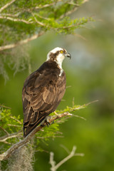 Osprey perched taken in central Florida