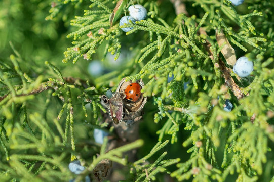 Macro photograph of a 7-spot ladybird ladybug