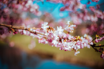 Sakura tree with flowers