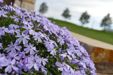 lilac flowers in the garden