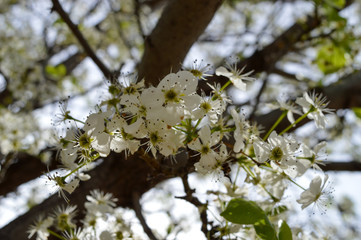 white blossoms