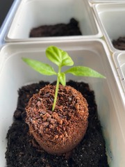 young plant in soil