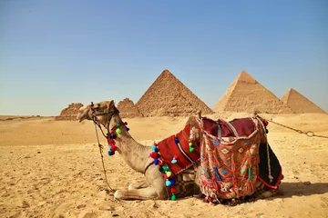 Foto auf Alu-Dibond camel with Pyramid background © Pawirin