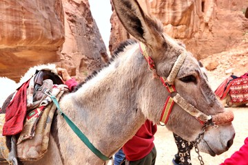Donkey walk in Petra